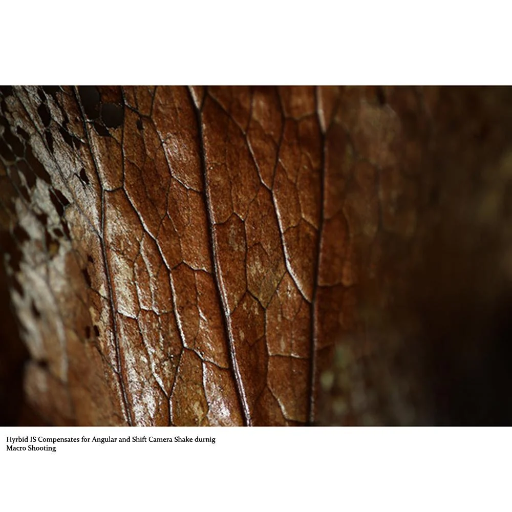 Canon RF 85mm f/2 Macro IS STM Lens for RF Mount Camera+7 Year Extended Warranty - Image 9
