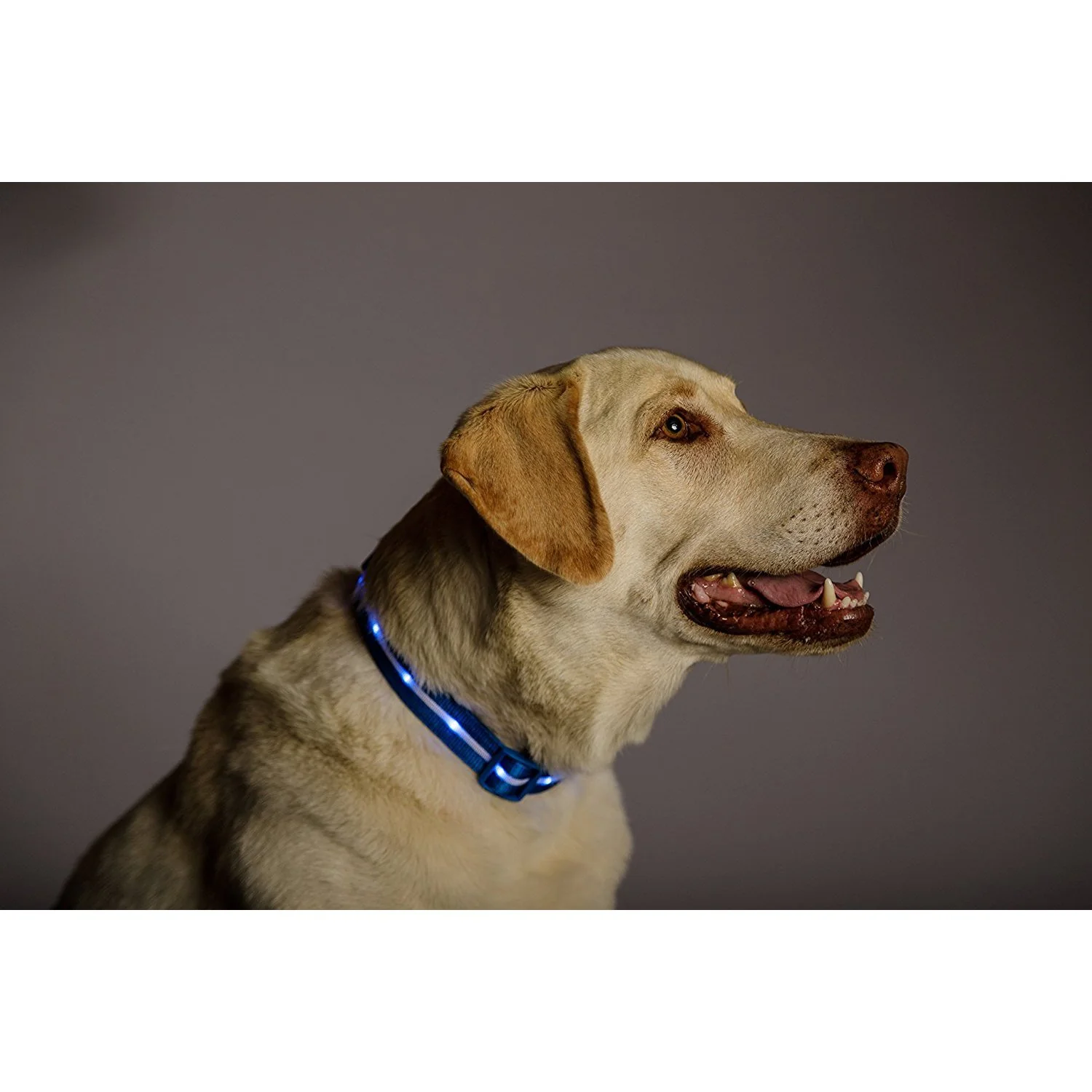 Deco Pet 18-Inch LED Dog Collar w/3 Light Modes for Night Safety, Battery-Powered - Blue - Image 2