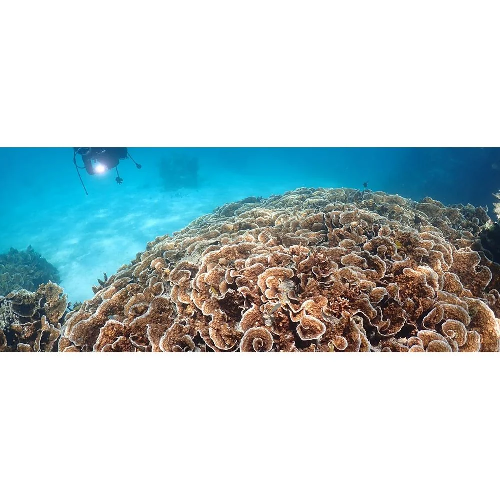 OM SYSTEM Tough TG-7 12MP 4K Underwater Digital Camera, Black Adventure 64GB Card Bundle - Image 12