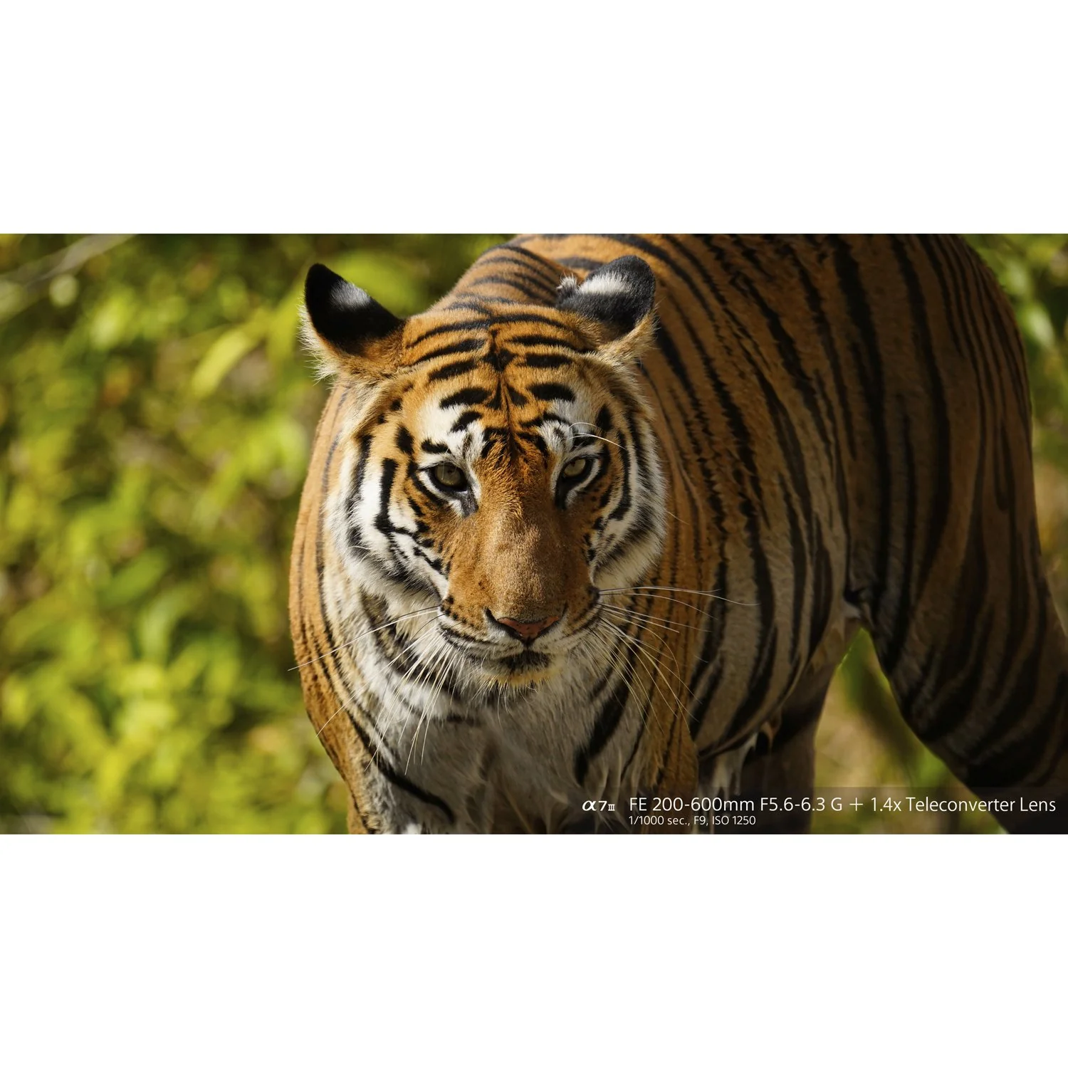 Sony FE 200-600mm F5.6-6.3 G OSS Super Telephoto Zoom Lens Full-Frame (Open Box) - Image 16