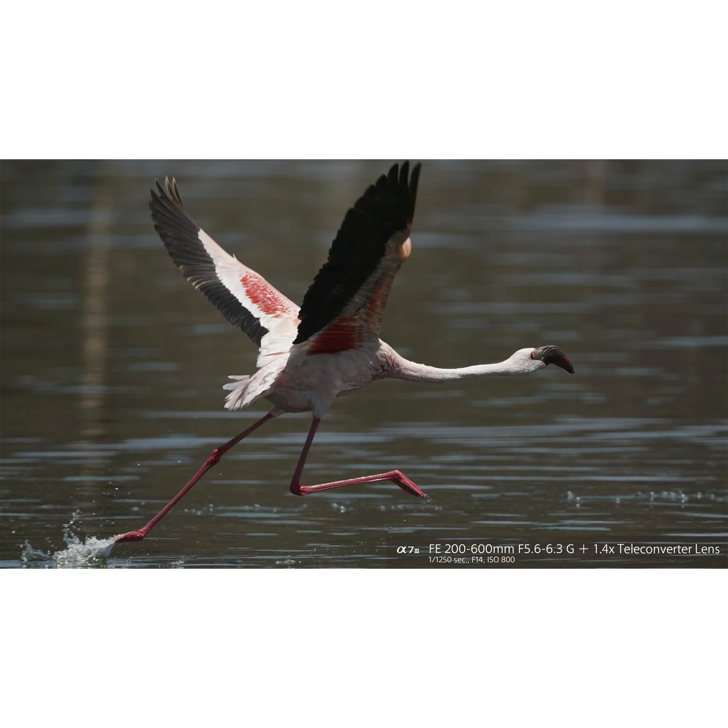 Sony FE 200-600mm F5.6-6.3 G OSS Super Telephoto Zoom Lens Full-Frame (Open Box) - Image 24
