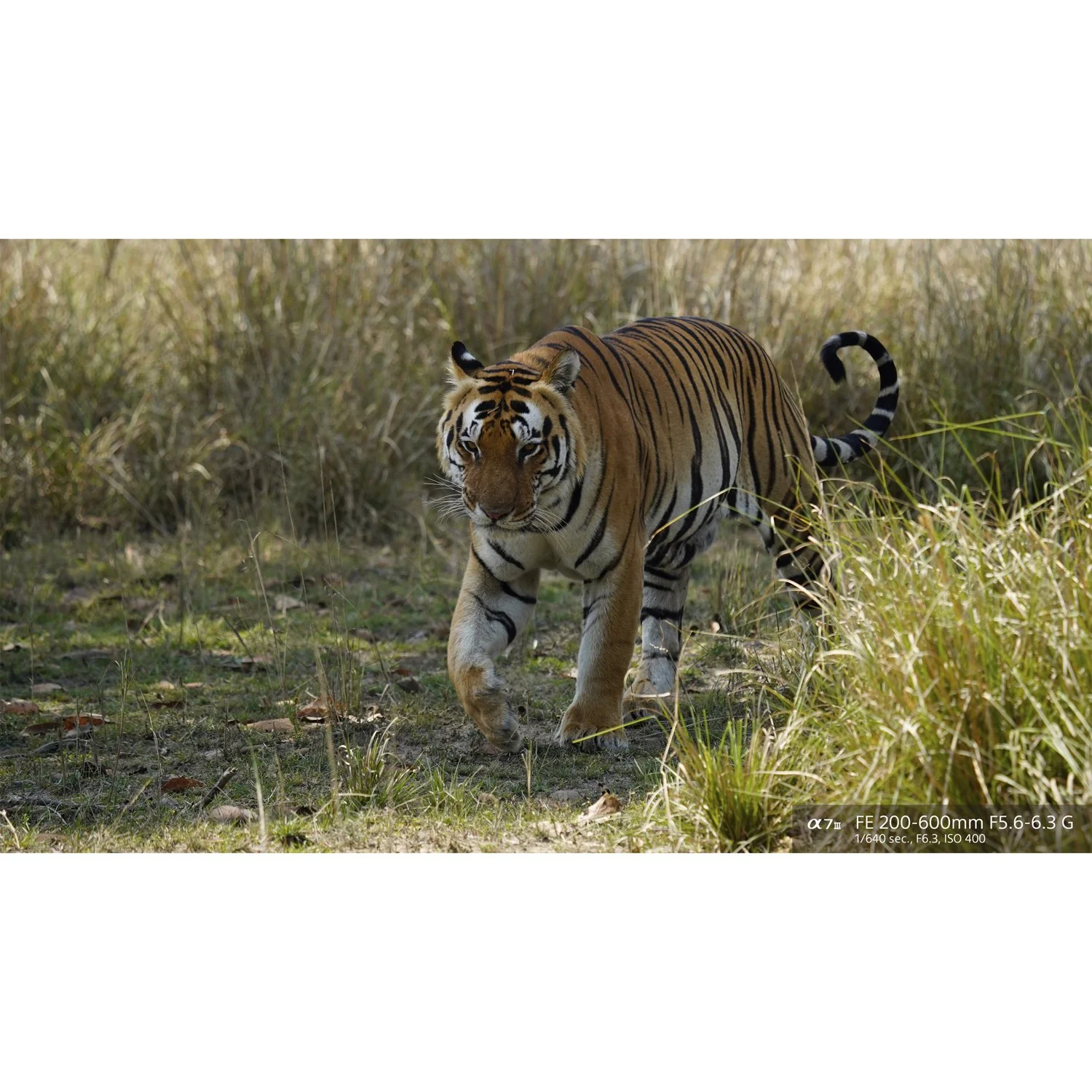 Sony FE 200-600mm F5.6-6.3 G OSS Super Telephoto Zoom Lens Full-Frame SEL200600G - Image 19
