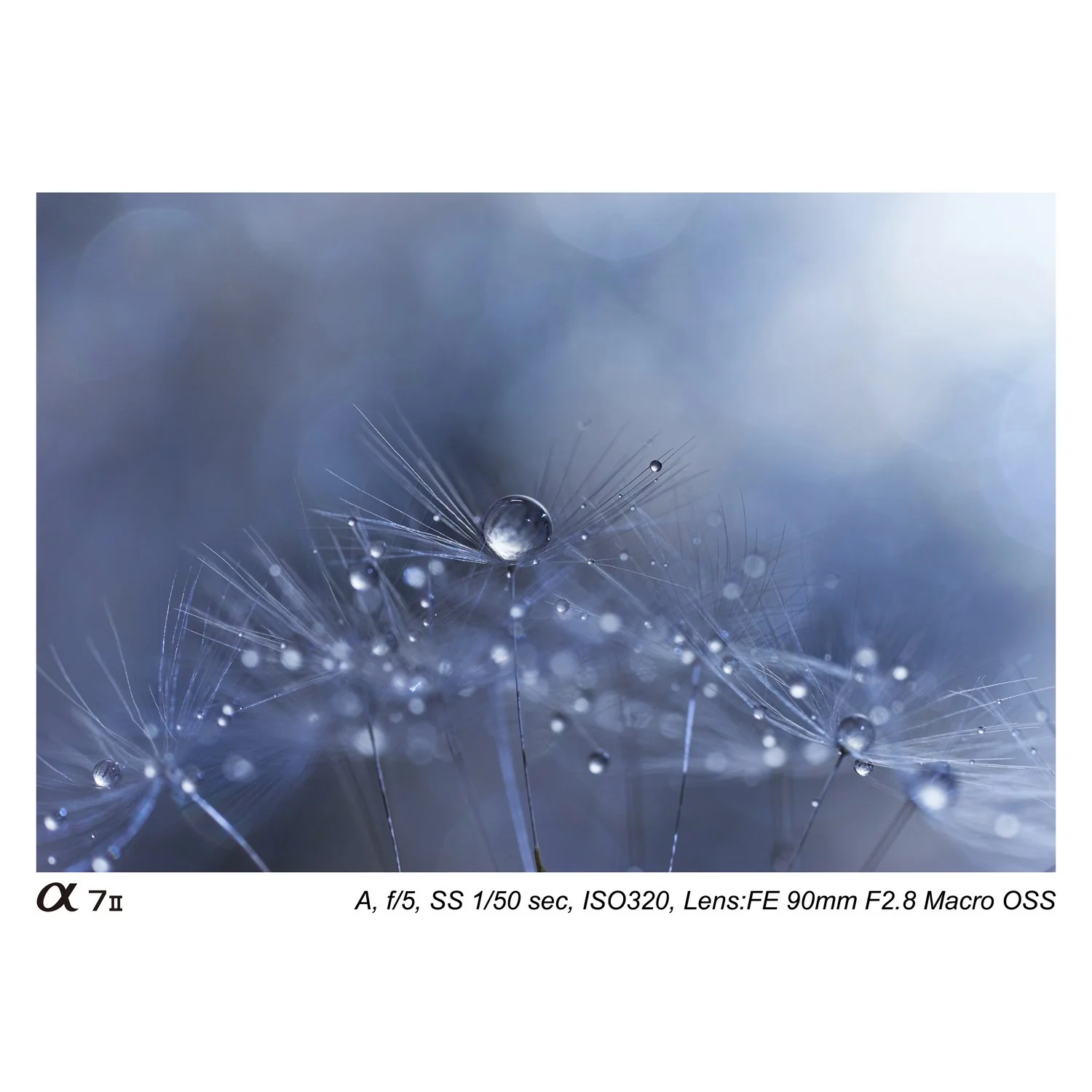 Sony SEL90M28G - FE 90mm F2.8 Macro G OSS Full-frame E-mount Macro Lens - Image 8