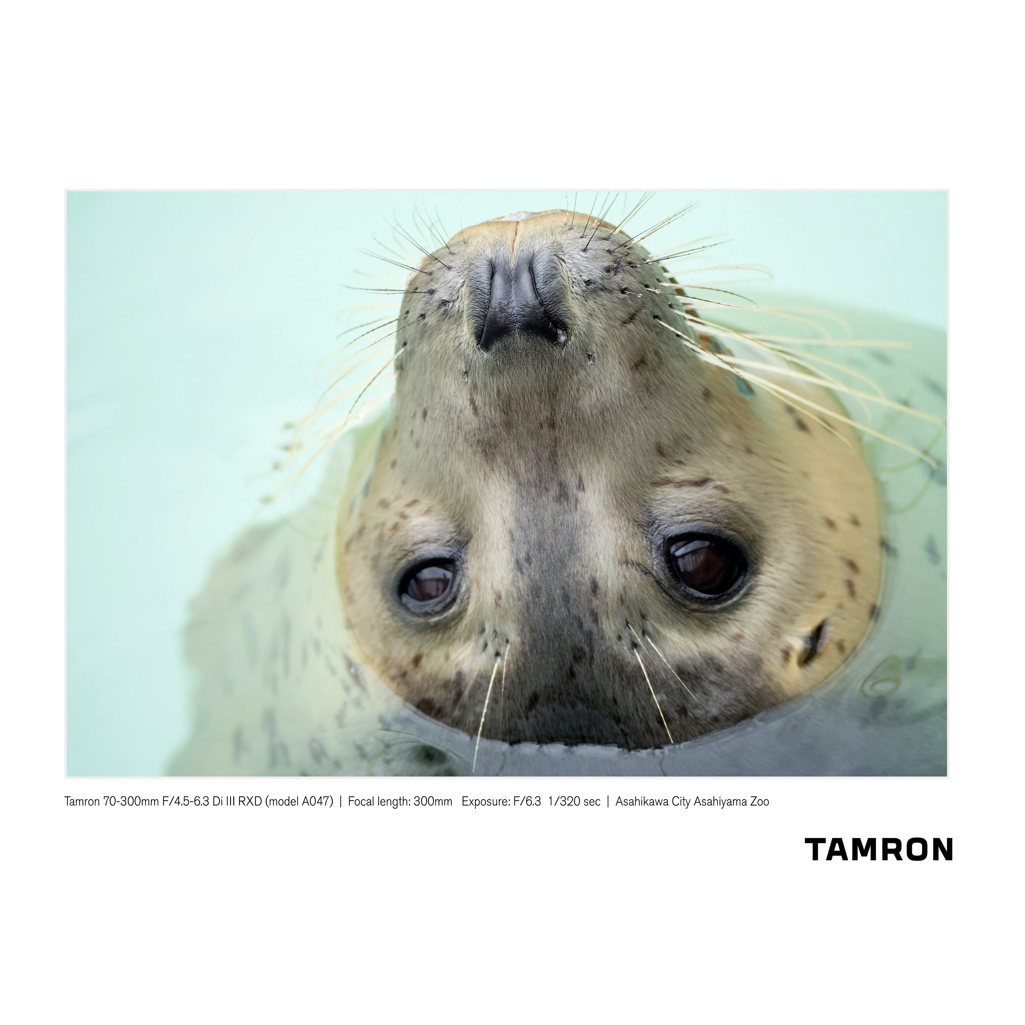 Tamron 70-300mm F/4.5-6.3 Di III RXD Lens A047 for Sony E-mount +7 Year Protection Pack - Image 2